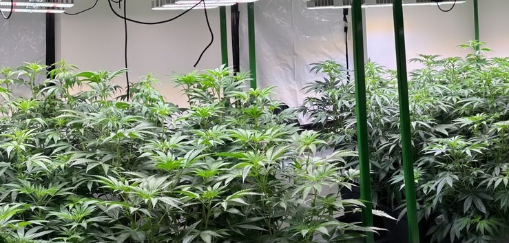 Happy Weed Cannabis Social Club Echte Aufzucht